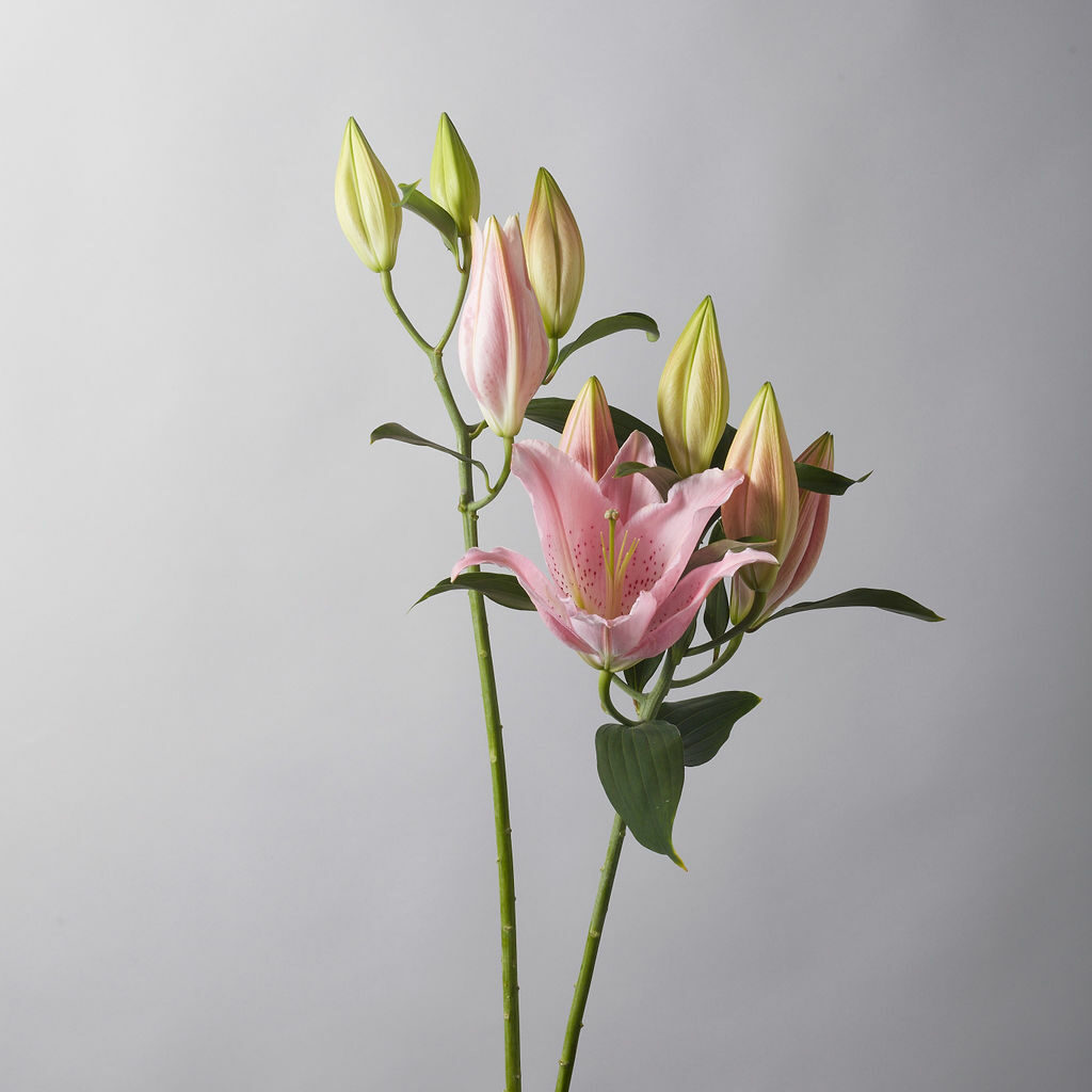 Pale Pink Lily