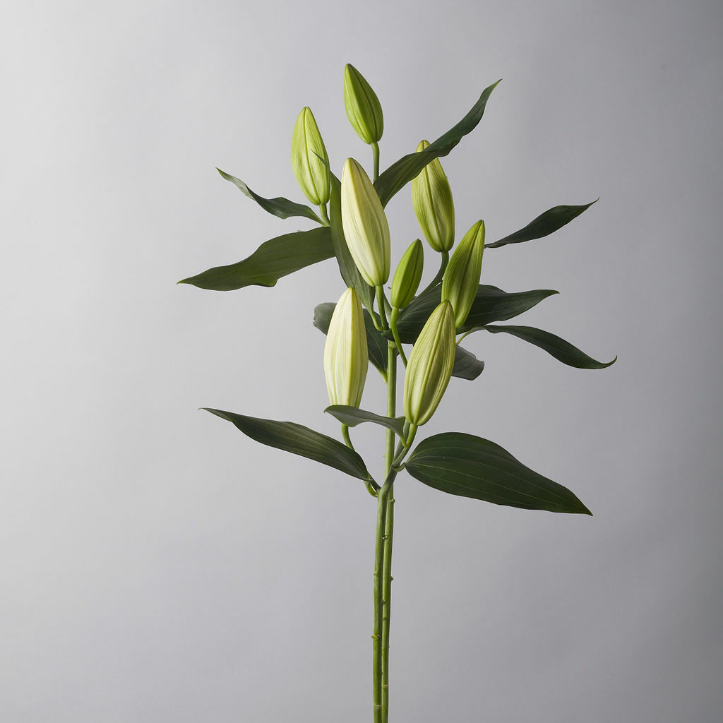 Elegant White Lily