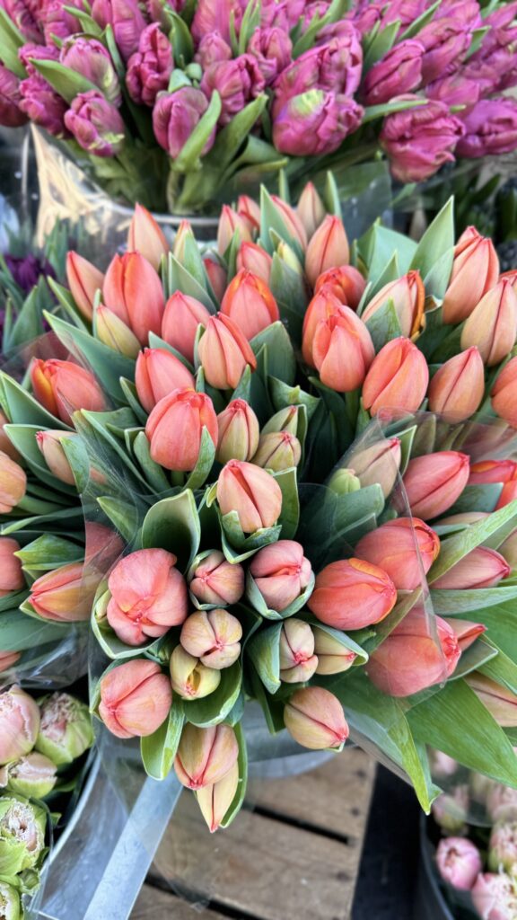 Orange Double Tulip