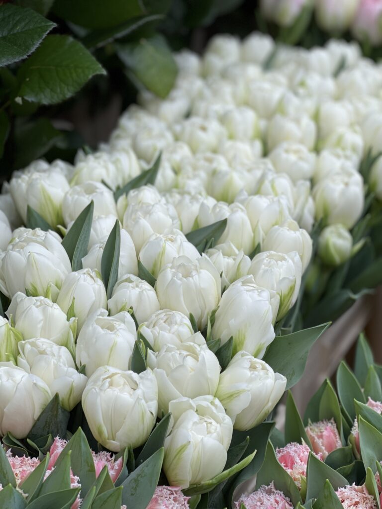 Double White Tulip
