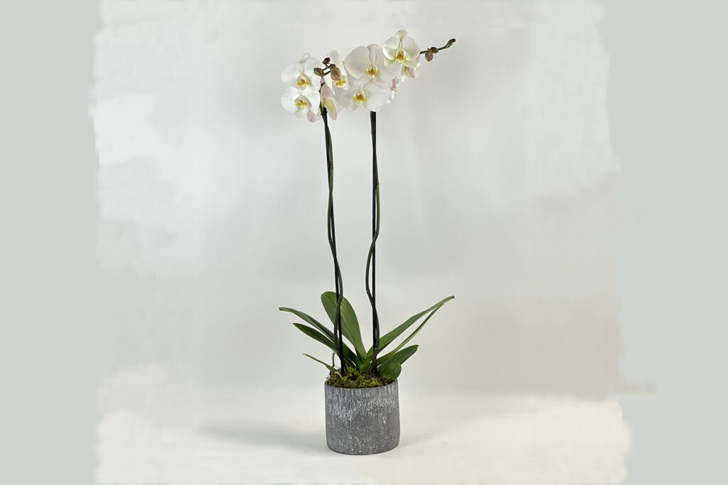 Phaleanopsis Orchid - Large